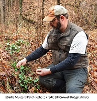 Garlic Mustard