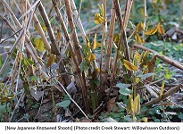 Japanese Knotweed