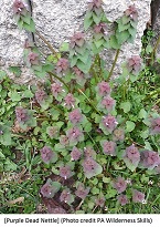 Purple Dead Nettle