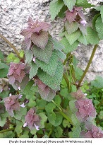 Purple Dead Nettle Closeup