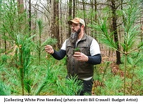 Collecting White Pine Needles